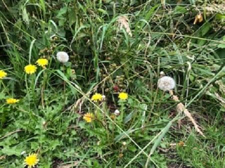 Can Chickens Eat Dandelions