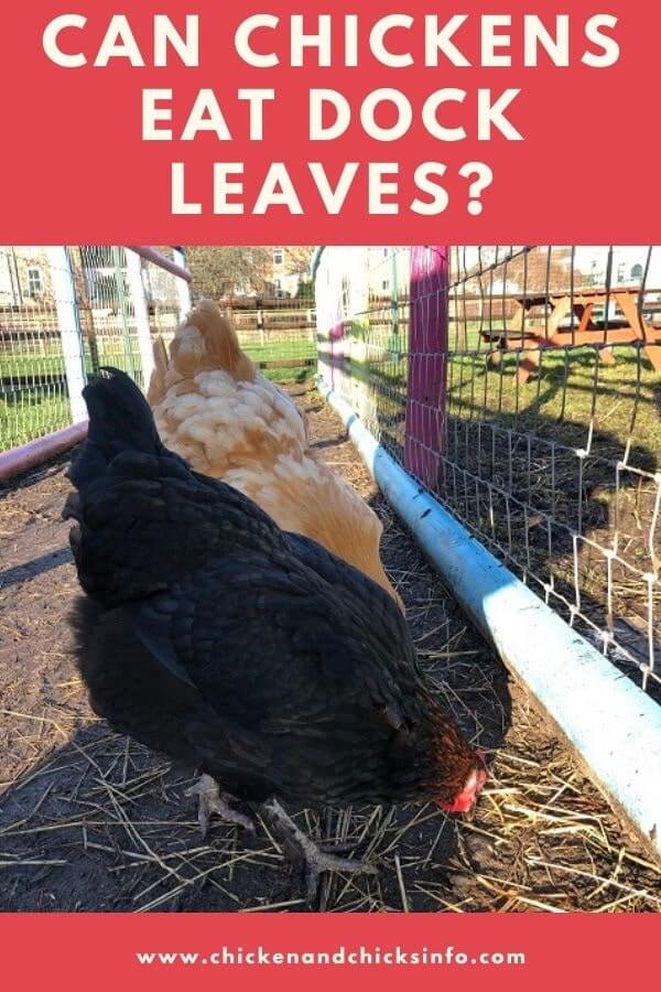 Can Chickens Eat Dock Leaves