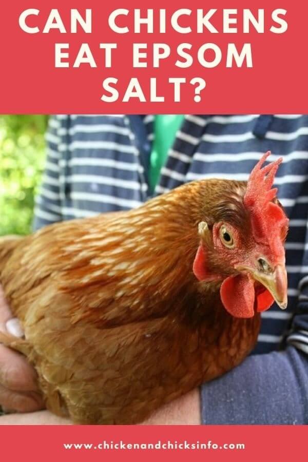 Can Chickens Eat Epsom Salt