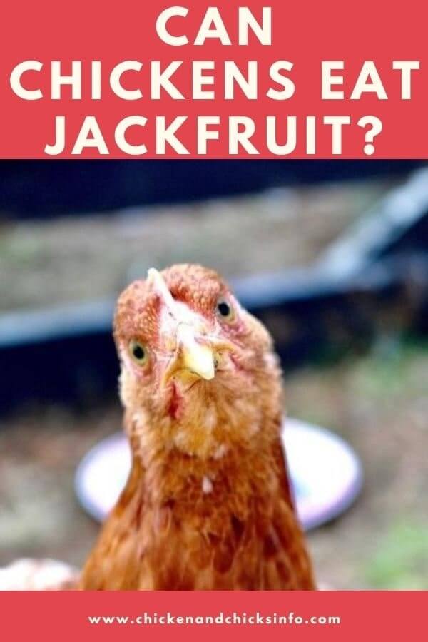 Can Chickens Eat Jackfruit? (Some Caution Needed) Chicken & Chicks Info