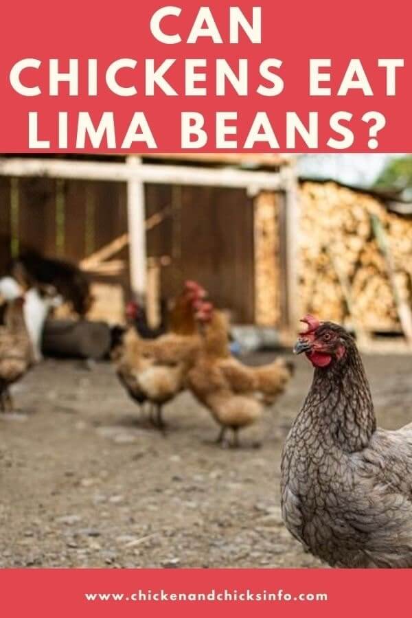 Can Chickens Eat Lima Beans? A Comprehensive Guide. Fruit Faves