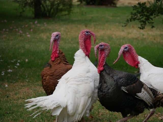 Can Turkeys Live With Chickens