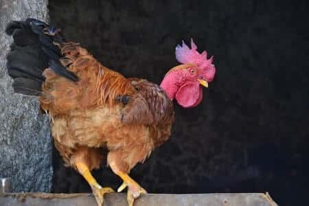 Chicken with injured bumblefoot