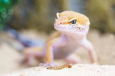 Chickens and Reptiles Have an Egg Tooth