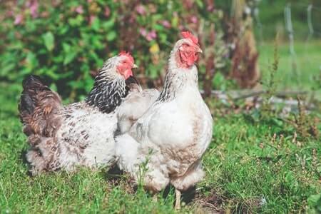 Differences Between Muscovy Ducks and Chickens