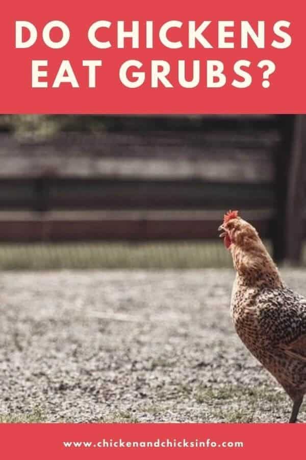 Do Chickens Eat Grubs