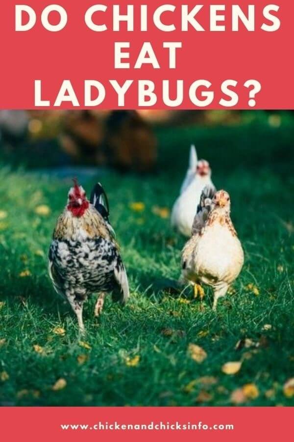 Do Chickens Eat Ladybugs Other Bugs And Insects Chicken Chicks Info