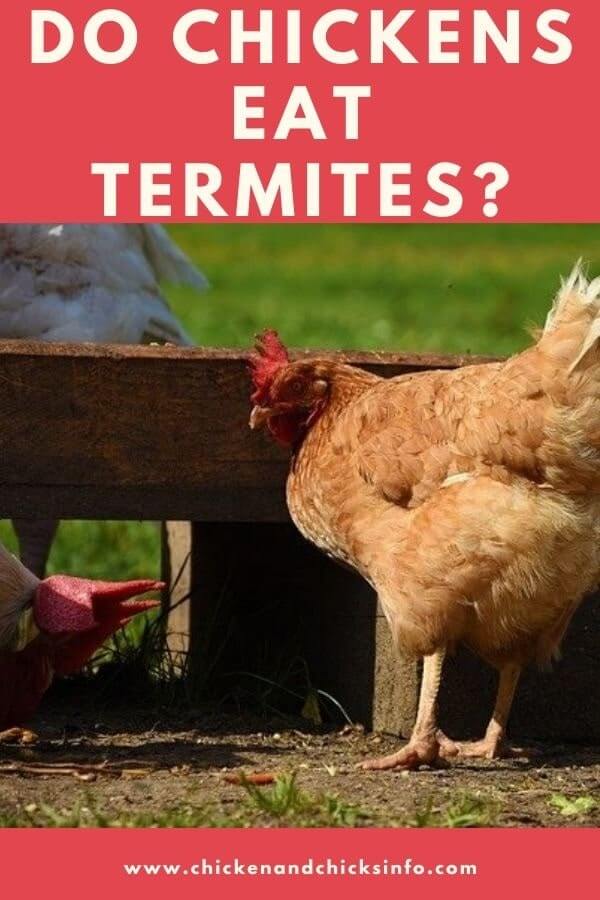 Do Chickens Eat Termites