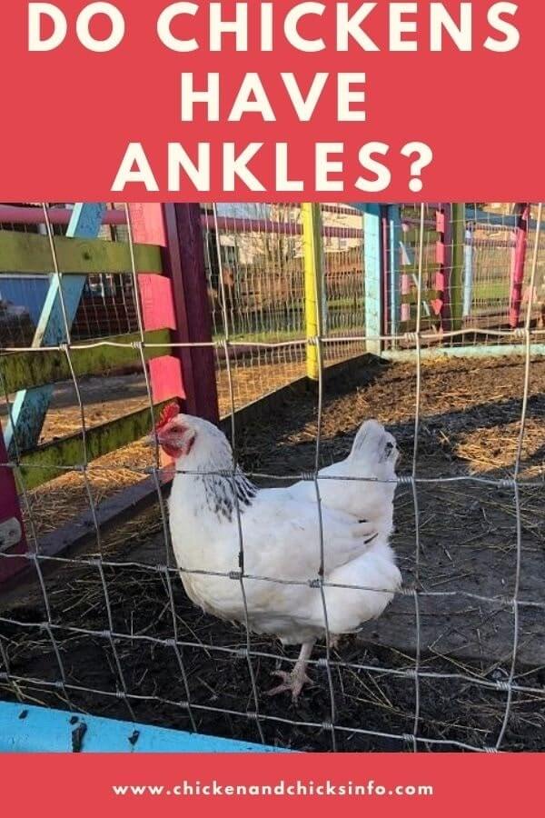 Do Chickens Have Ankles