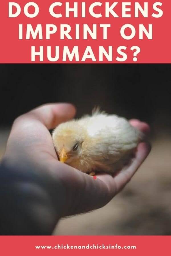 Do Chickens Imprint on Humans? How Chicks/Owners Imprint Chicken