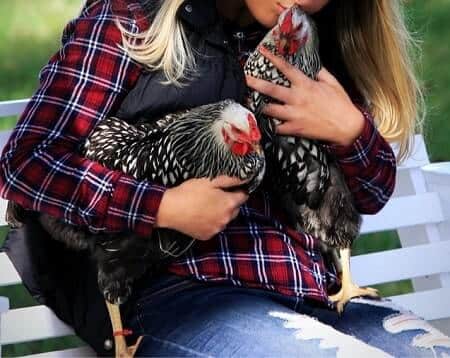Do Chickens Like to Be Held