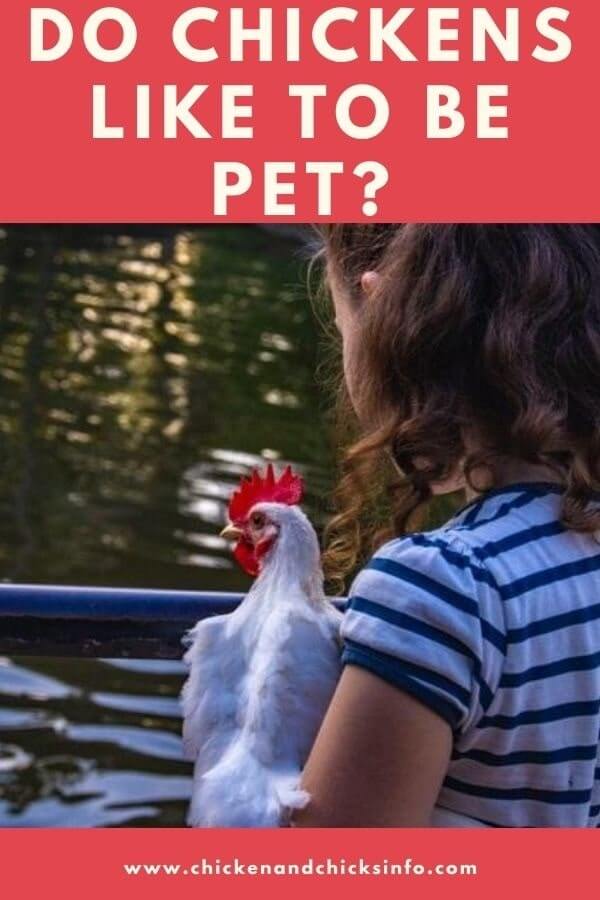 Do Chickens Like to Be Pet