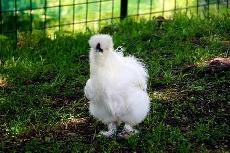 Do Silkie Roosters Have Spurs
