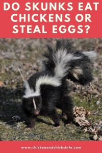 Do Skunks Eat Chickens? (How to Deter These Critters!) - Chicken
