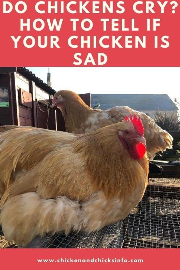 Do chickens cry