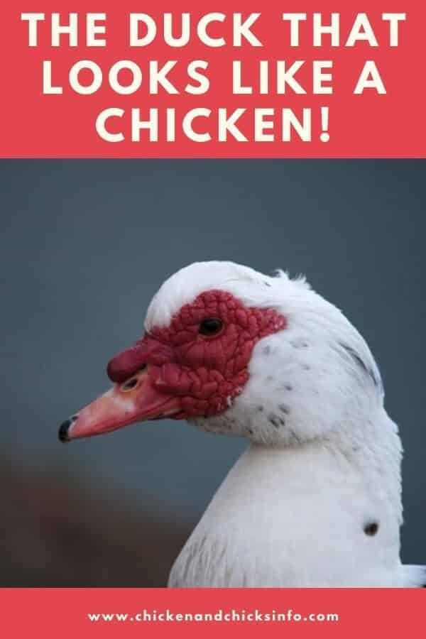 The Duck That Looks Like a Chicken Muscovy Ducks Chicken & Chicks Info