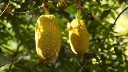Health Benefits of Jackfruit for Chickens