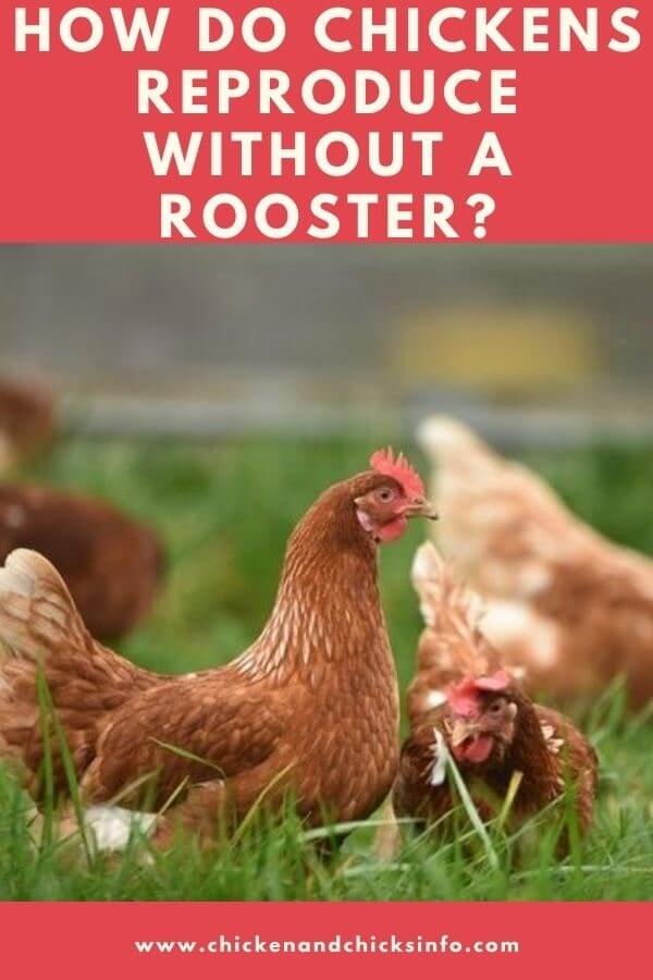 How Do Chickens Reproduce Without a Rooster