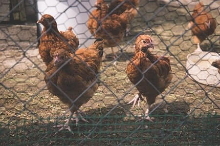 How Do I Keep Raccoons Away From My Chickens