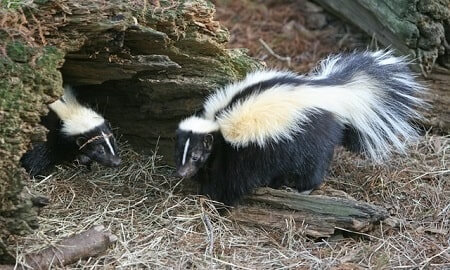 How Do You Keep Skunks Away From Chickens