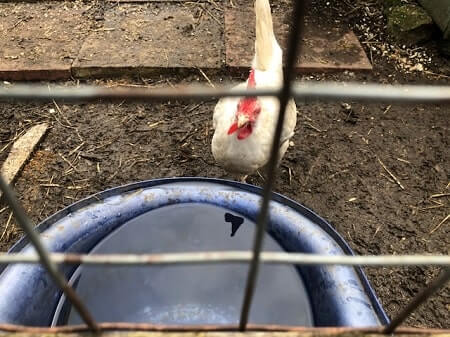 How High Should a Chicken Waterer Be