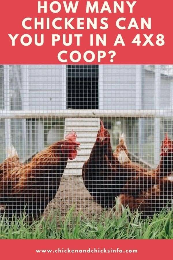 How Many Chickens Can You Put in a 4x8 Coop