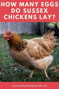 How Many Eggs Do Sussex Chickens Lay? - Chicken & Chicks Info