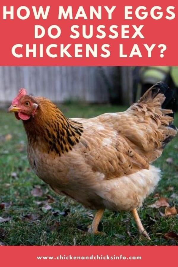 how-many-eggs-do-sussex-chickens-lay-chicken-chicks-info