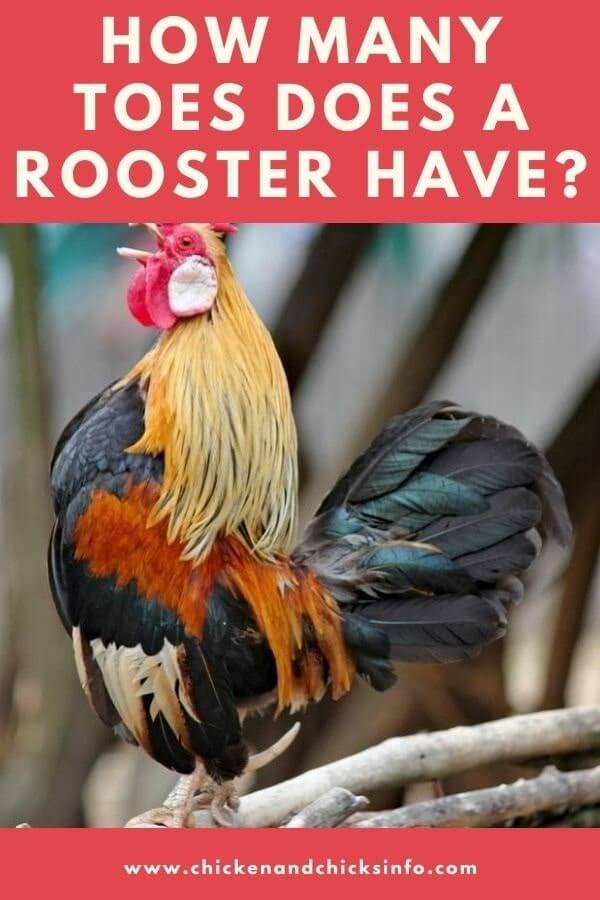 How Many Toes Does A Rooster Have 4 Plus A Spur Usually Chicken Chicks Info