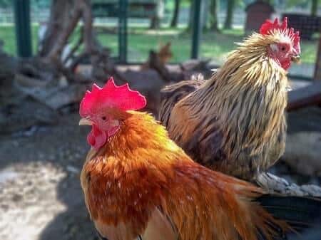 How to Apply Neem Oil to Chickens