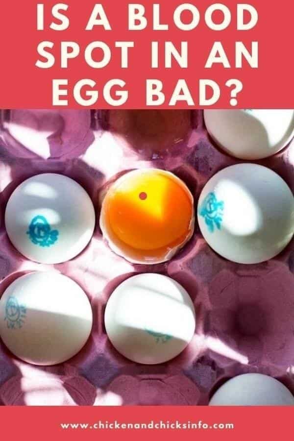 Is Blood in an Egg Bad