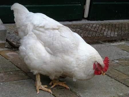 Is Epsom Salt Safe for Chickens