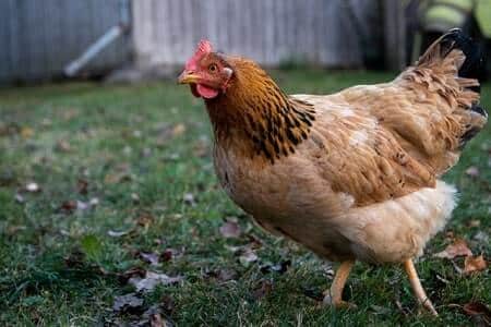 Is Fenbendazole Safe for Chickens