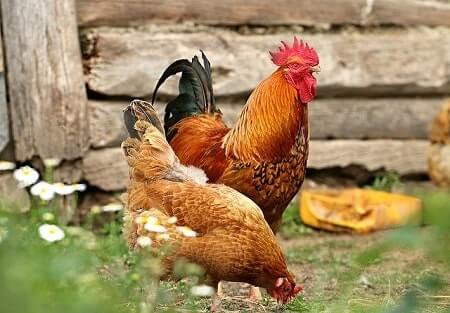 Is It Good for Chickens to Eat Termites