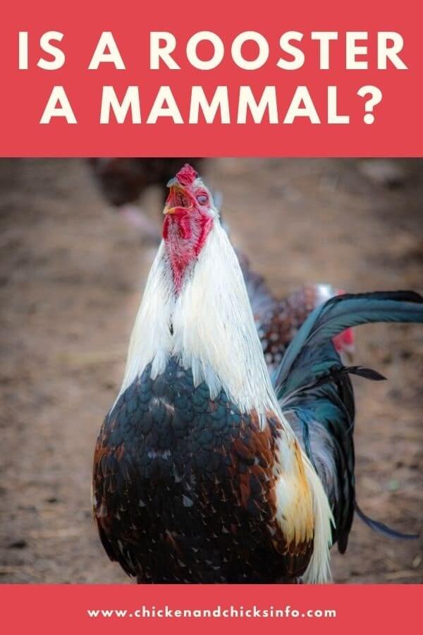 Is a Rooster mammal