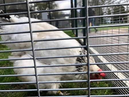 Physical Characteristics of the Light Sussex Chicken Breed