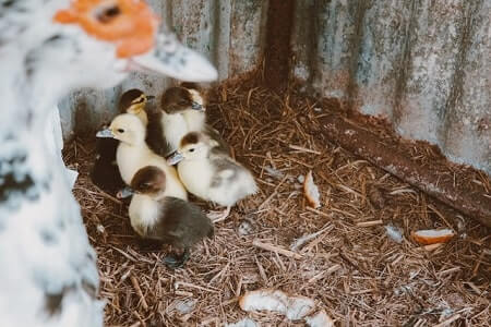 Potential Issues of Keeping Muscovy Ducks With Chickens