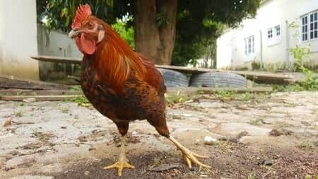 Risks to be aware of and normal chicken poop