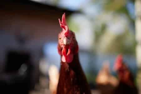 The Pros and Cons of Imprinting Chickens