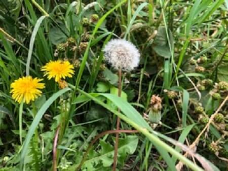 Want to Grow Some Dandelions