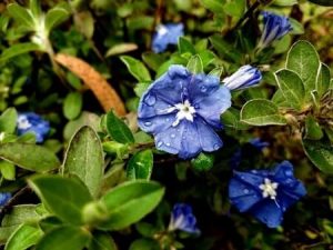 Are Morning Glories Poisonous to Chickens? (The Seeds Are!) - Chicken