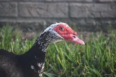 What Is the Red Stuff on Muscovy Ducks’ Faces