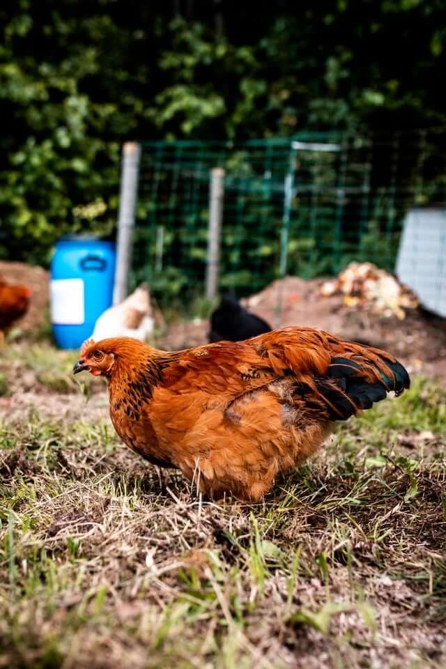 What Type of Mites Infest Backyard Chickens