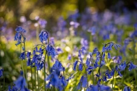 What are bluebells can chickens eat them