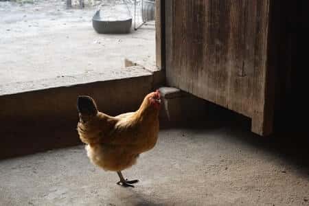 What to Do If Your Chicken Is Standing on One Leg