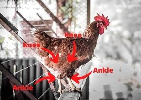 Where Are Chickens’ Knees