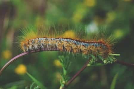 Which Caterpillars Are Poisonous in the U.S.