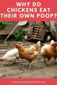 chickens poop