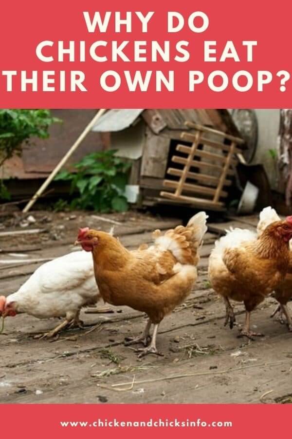 Why Do Chickens Eat Their Own Poop