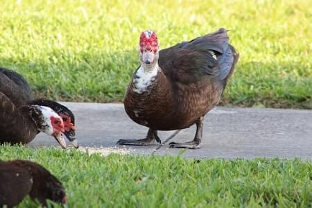 Why Do Muscovy Ducks Look Like Chickens